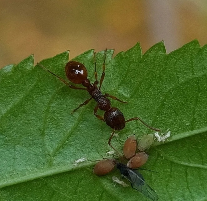 Myrmica ruginodis - erdei bütyköshangya