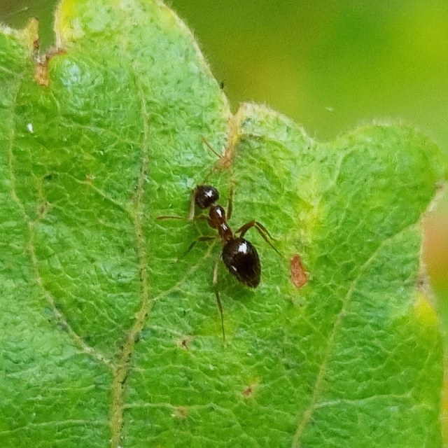 Prenolepis nitens - ragyogóhangya