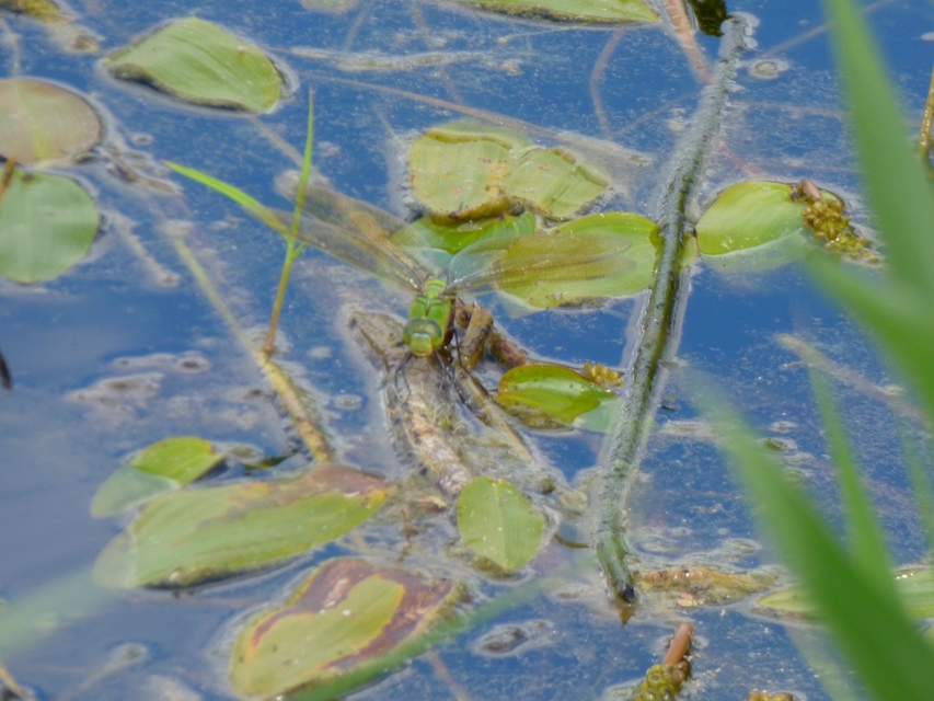 Anax imperator - zöld óriásacsa