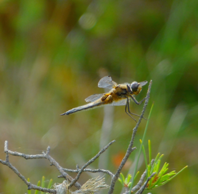Libellula quadrimaculata - négyfoltos laposacsa