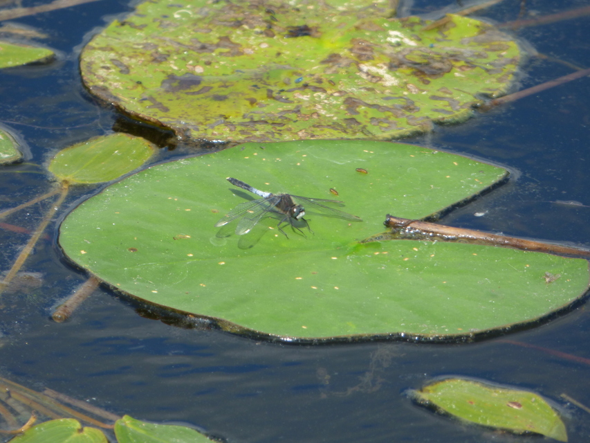 Leucorrhinia caudalis - tavi álarcos-szitakötő