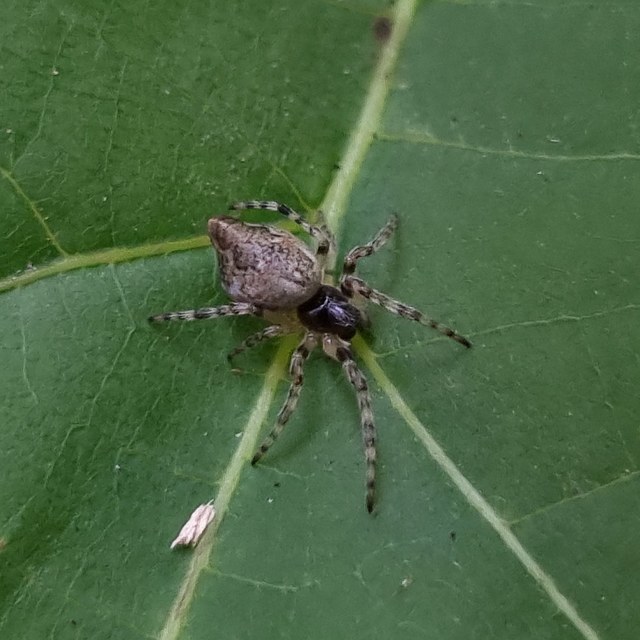 Cyclosa conica - csúcsos keresztespók