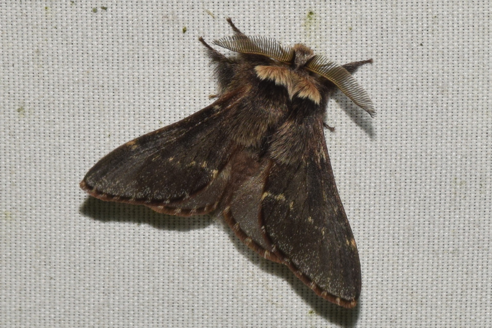 Poecilocampa populi - nyárfaszövő