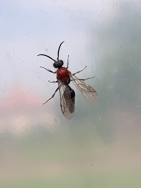 Physetopoda halensis hallei hangyadarázs