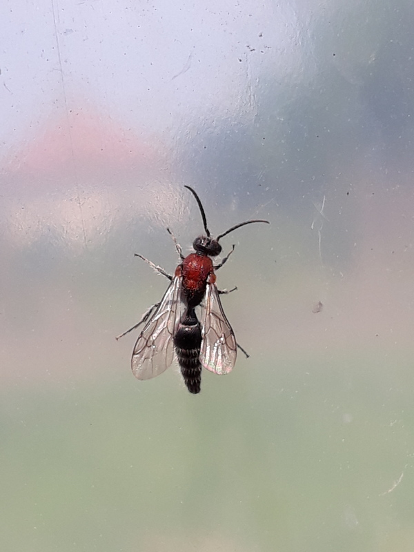 Physetopoda halensis - hallei hangyadarázs