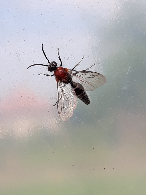 Physetopoda halensis - hallei hangyadarázs