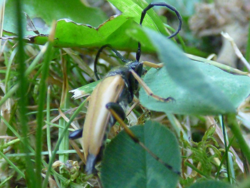 Stictoleptura rubra - vörös virágcincér