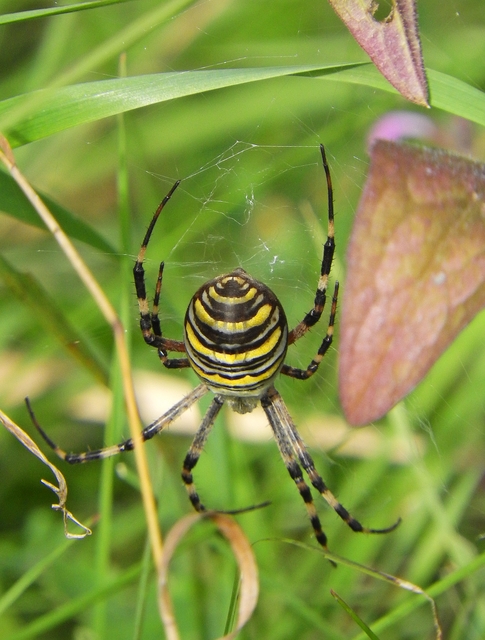 Argiope bruennichi - darázspók