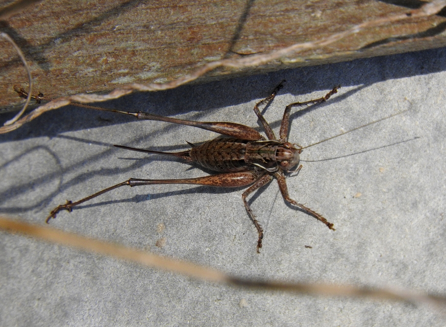 Pachytrachis gracilis - karcsú szöcske