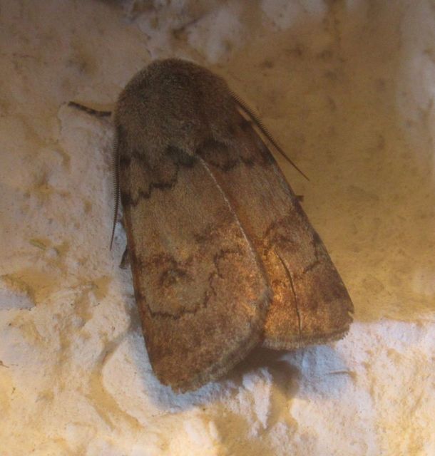 Agrotis cinerea - szürkés földibagoly