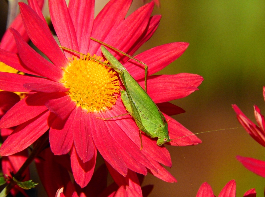 Phaneroptera nana - pontozott repülőszöcske