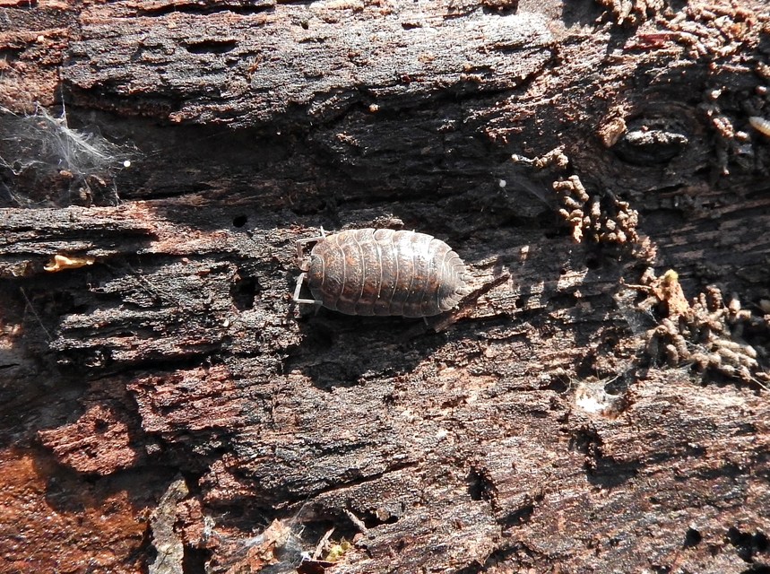 Trachelipus