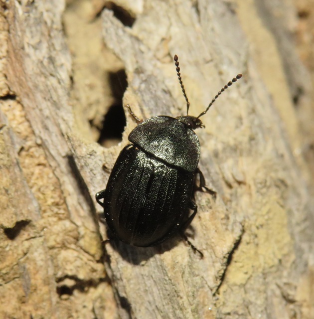 Phosphuga atrata - bordás csigarabló