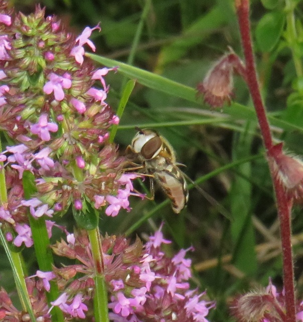 Scaeva pyrastri - gyakori nagyhomlokúlégy