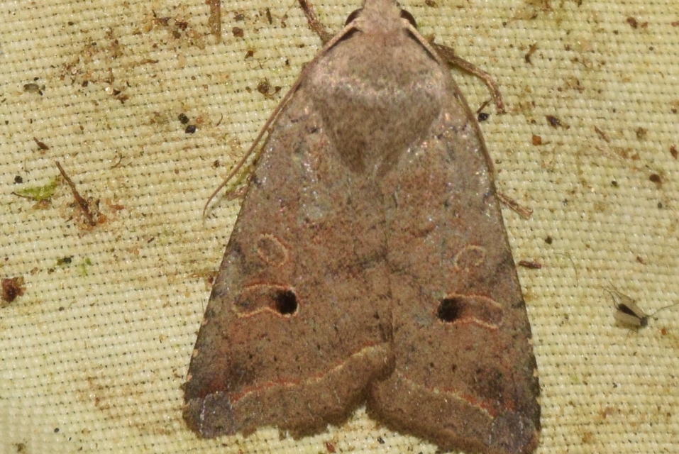 Leptologia lota - kecskefűz-őszibagoly