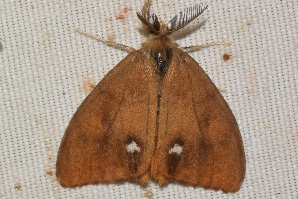Orgyia antiqua - rozsdabarna kisszövő
