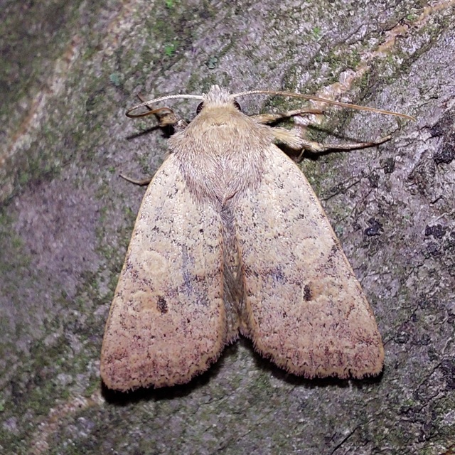 Propenistra laevis - könnyű őszibagoly