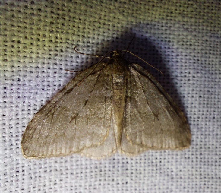 Epirrita christyi/dilutata