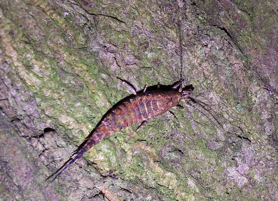 Archaeognatha - Ugróősrovarok