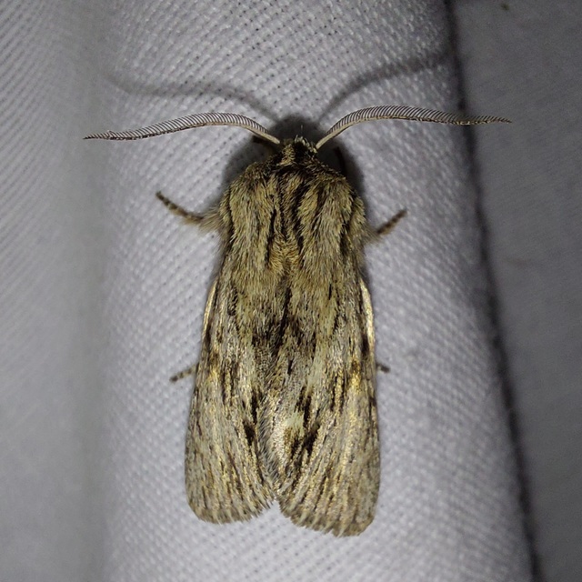 Asteroscopus sphinx - csillagnéző bundásbagoly