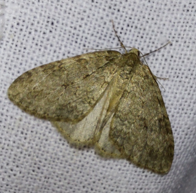 Epirrita christyi/dilutata