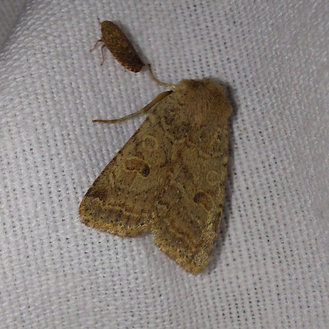 Propenistra laevis - könnyű őszibagoly