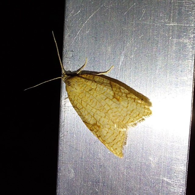 Acleris rhombana - cifra levélmoly