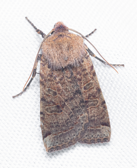 Conistra veronicae - veronika-őszibagoly