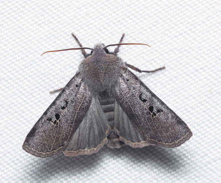 Conistra rubiginosa - szürke télibagoly