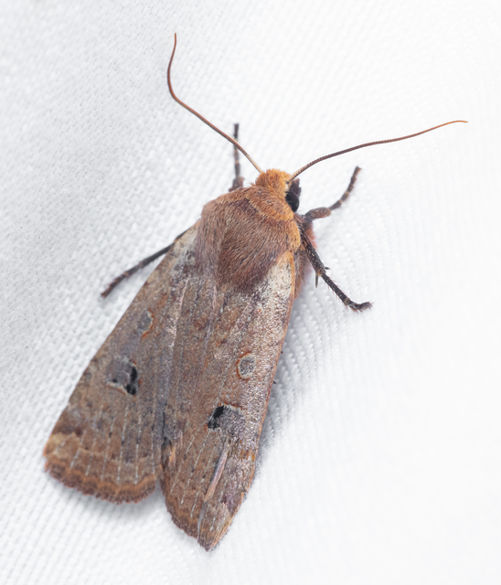 Conistra erythrocephala - vörösfejű őszibagoly