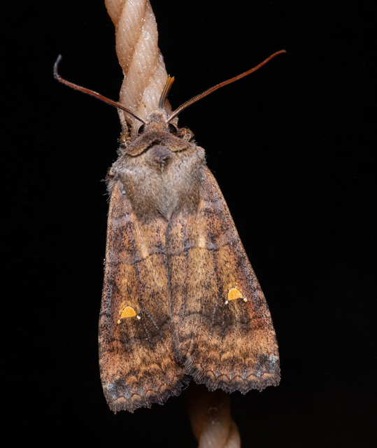 Eupsilia transversa - holdacskás télibagoly