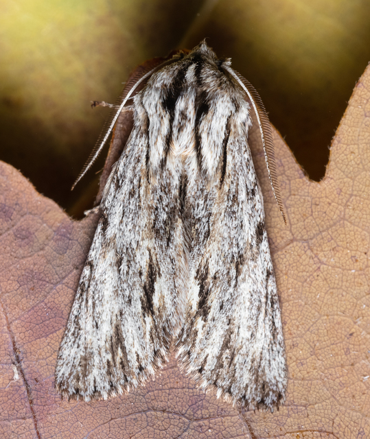 Asteroscopus sphinx - csillagnéző bundásbagoly
