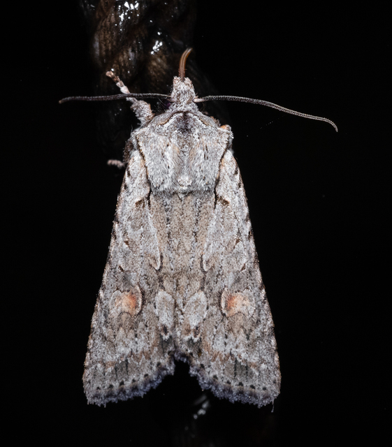 Lithophane ornitopus - közönséges fabagoly