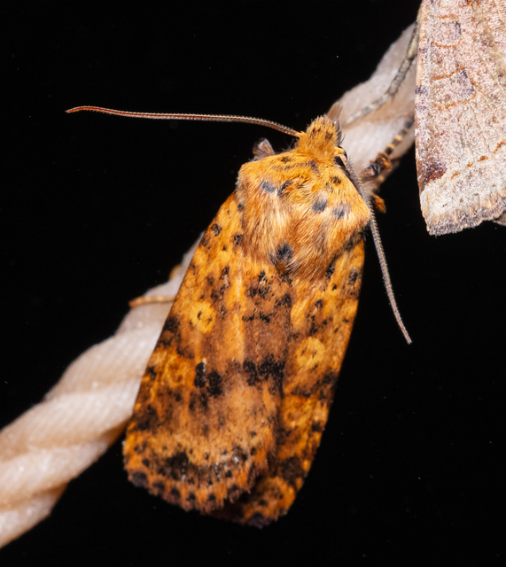 Conistra rubiginea - vörös őszibagoly