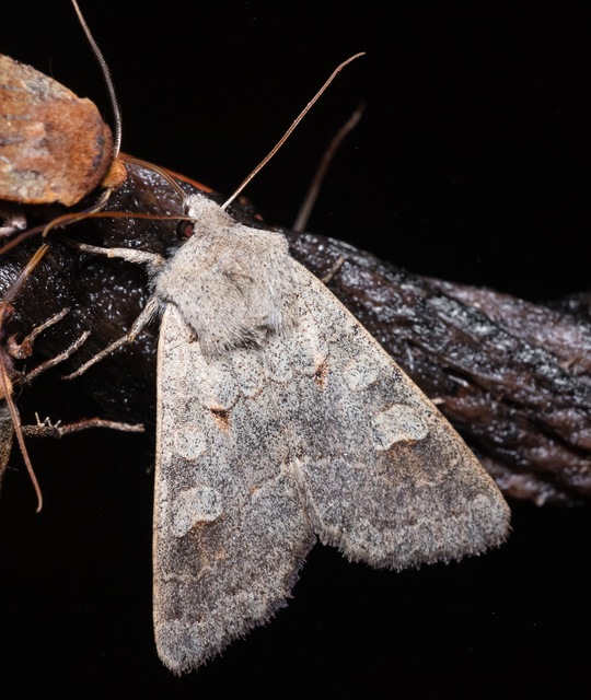 Ammoconia caecimacula - szürke őszibagoly