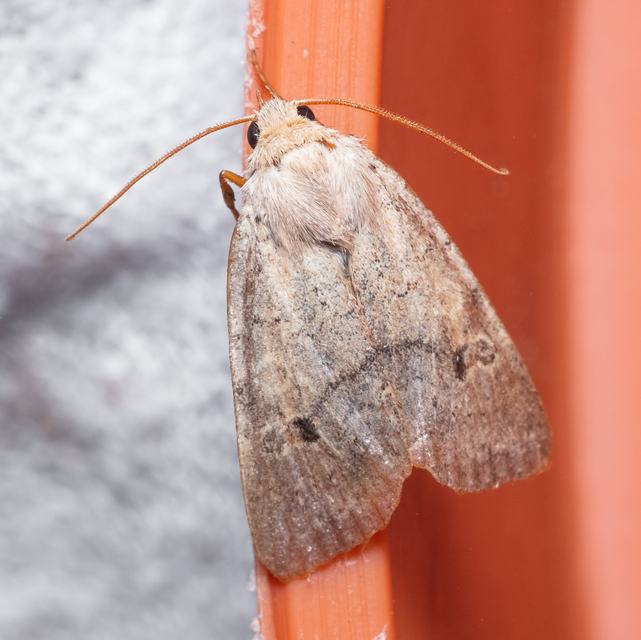 Propenistra laevis - könnyű őszibagoly
