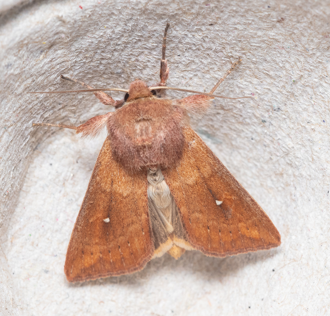 Mythimna albipuncta - fehérpettyes rétibagoly