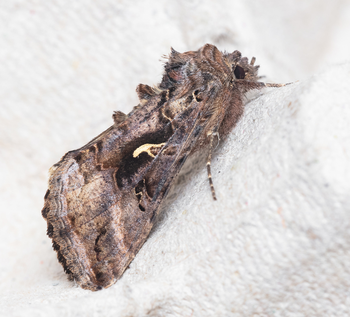 Autographa gamma - gammalepke