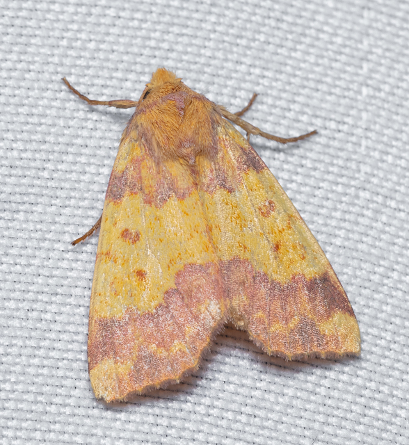 Tiliacea aurago - aranyló sárgabagoly