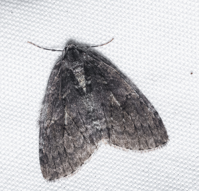 Epirrita christyi/dilutata