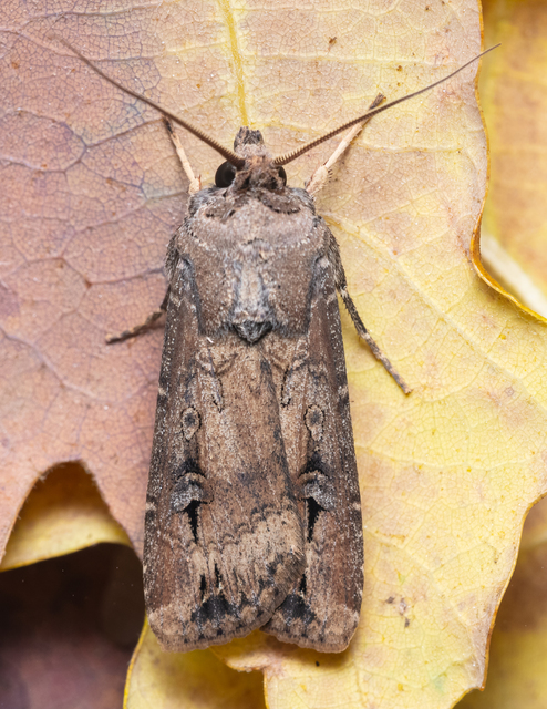 Agrotis ipsilon - nagy földibagoly