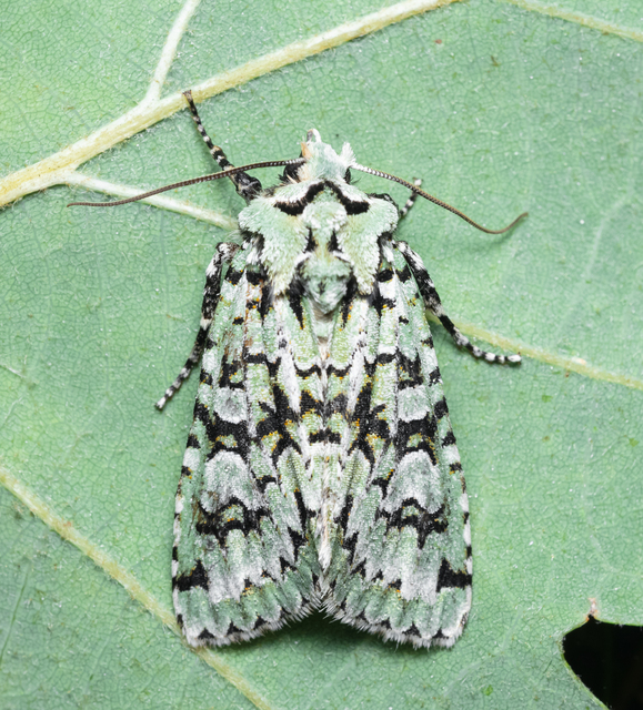 Griposia aprilina - őszi zöldbagoly