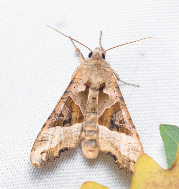 Phlogophora meticulosa - vándorló csipkésbagoly