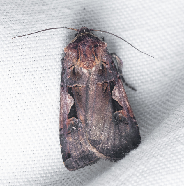 Xestia c-nigrum - c-betűs fűbagoly