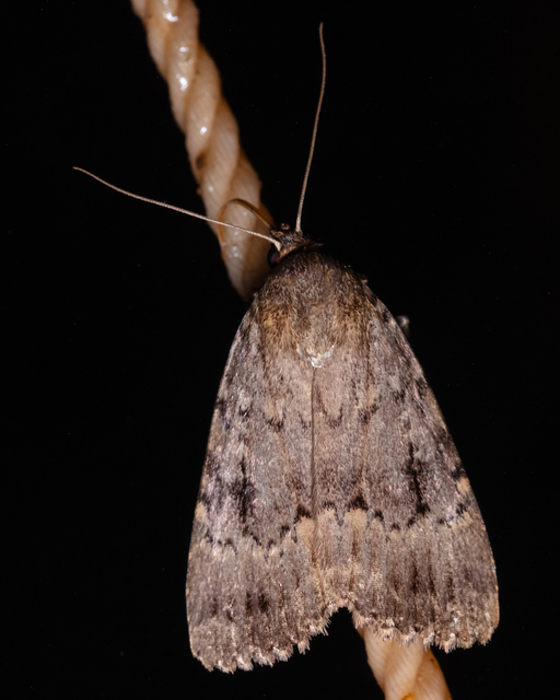 Amphipyra berbera/pyramidea