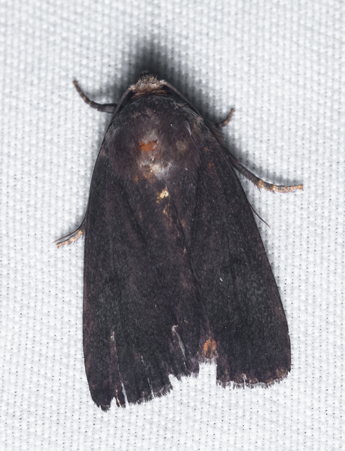 Amphipyra livida - zsírfényű bagoly