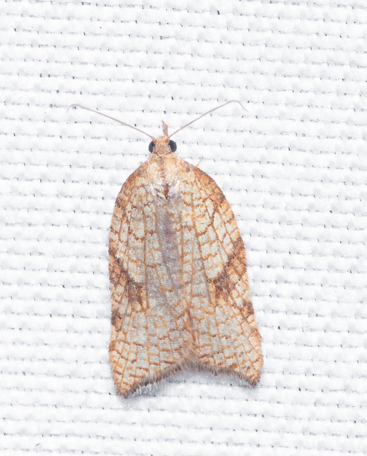 Tortricidae - sodrómolyfélék