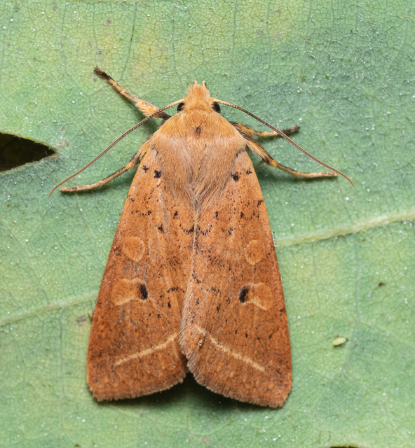 Leptologia macilenta - gyertyán-őszibagoly