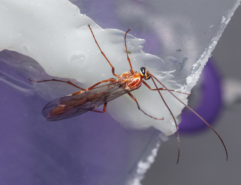 Ophion obscuratus