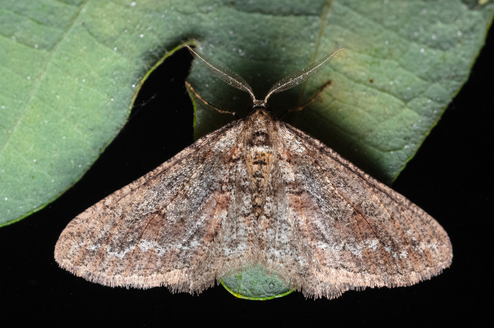Agriopis bajaria - kökény-téliaraszoló